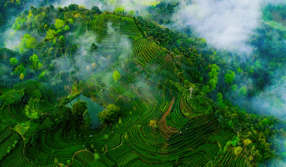 Aerial view of terraced green rice fields on a hillside surrounded by trees and mist.